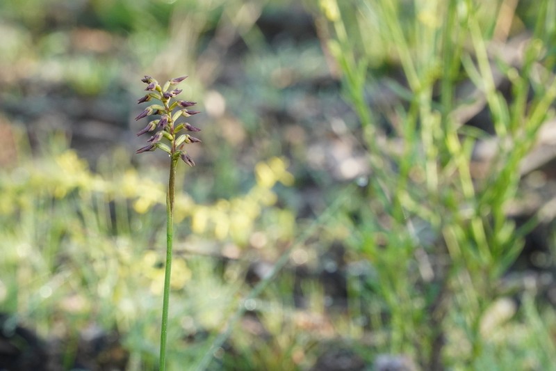 Genoplesium cuspidatum photo 5