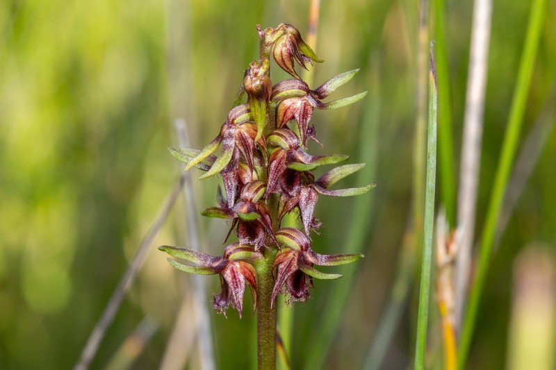 Genoplesium cuspidatum photo 6