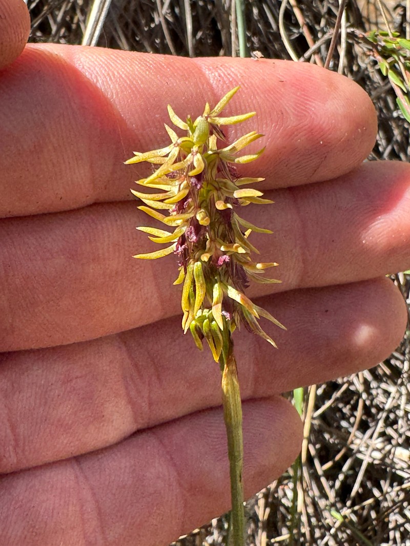 Genoplesium cuspidatum photo 7