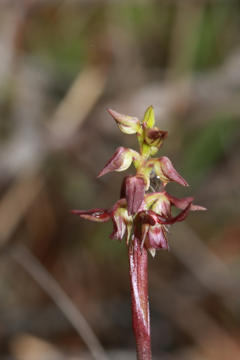 Genoplesium cuspidatum photo 8