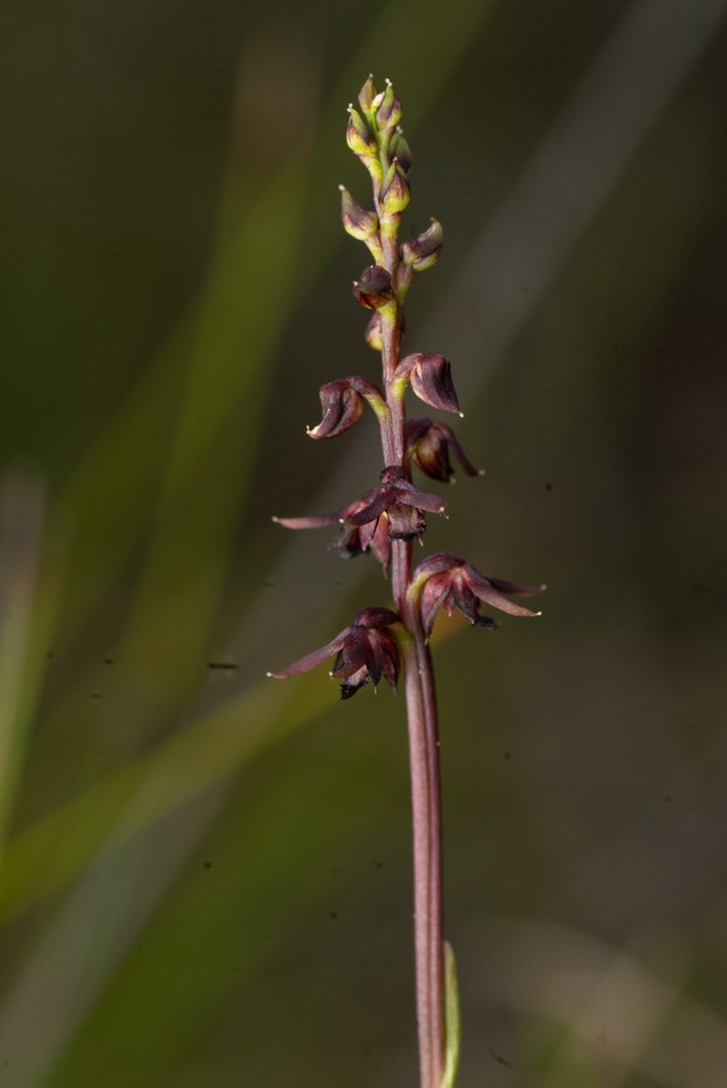 Genoplesium geminatum