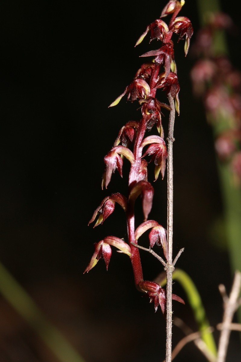 Genoplesium geminatum photo 2