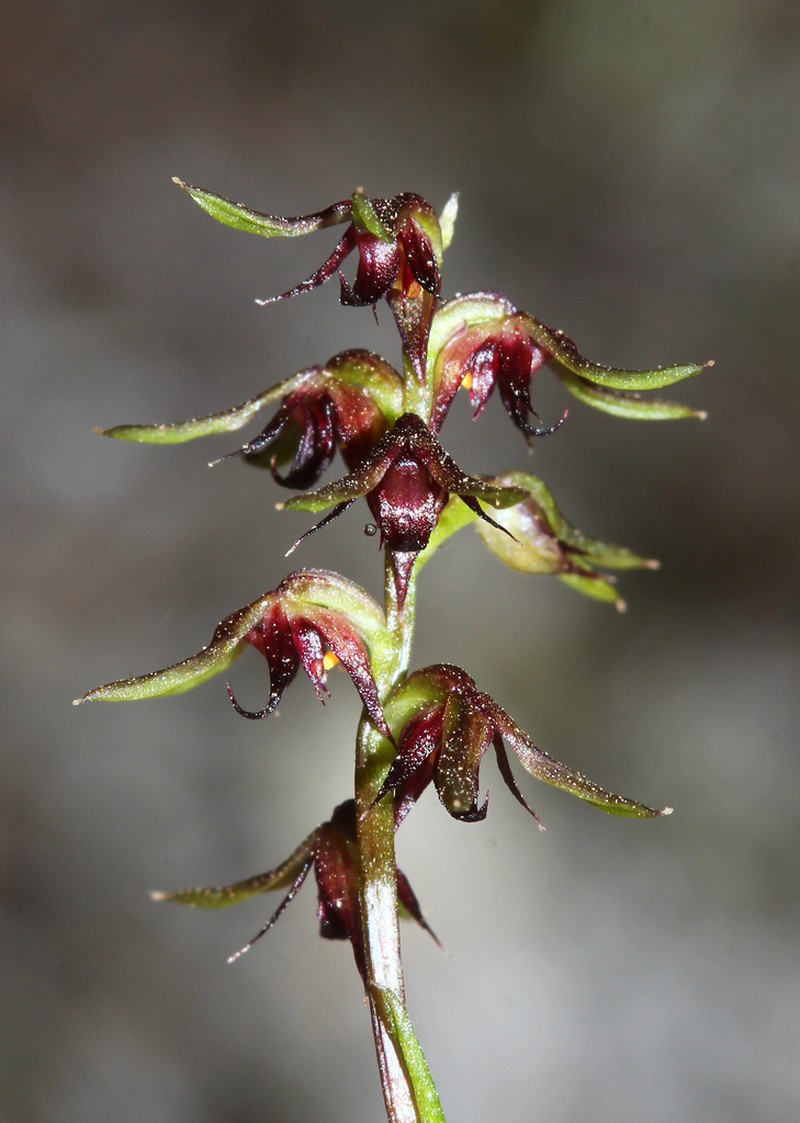 Genoplesium geminatum photo 3