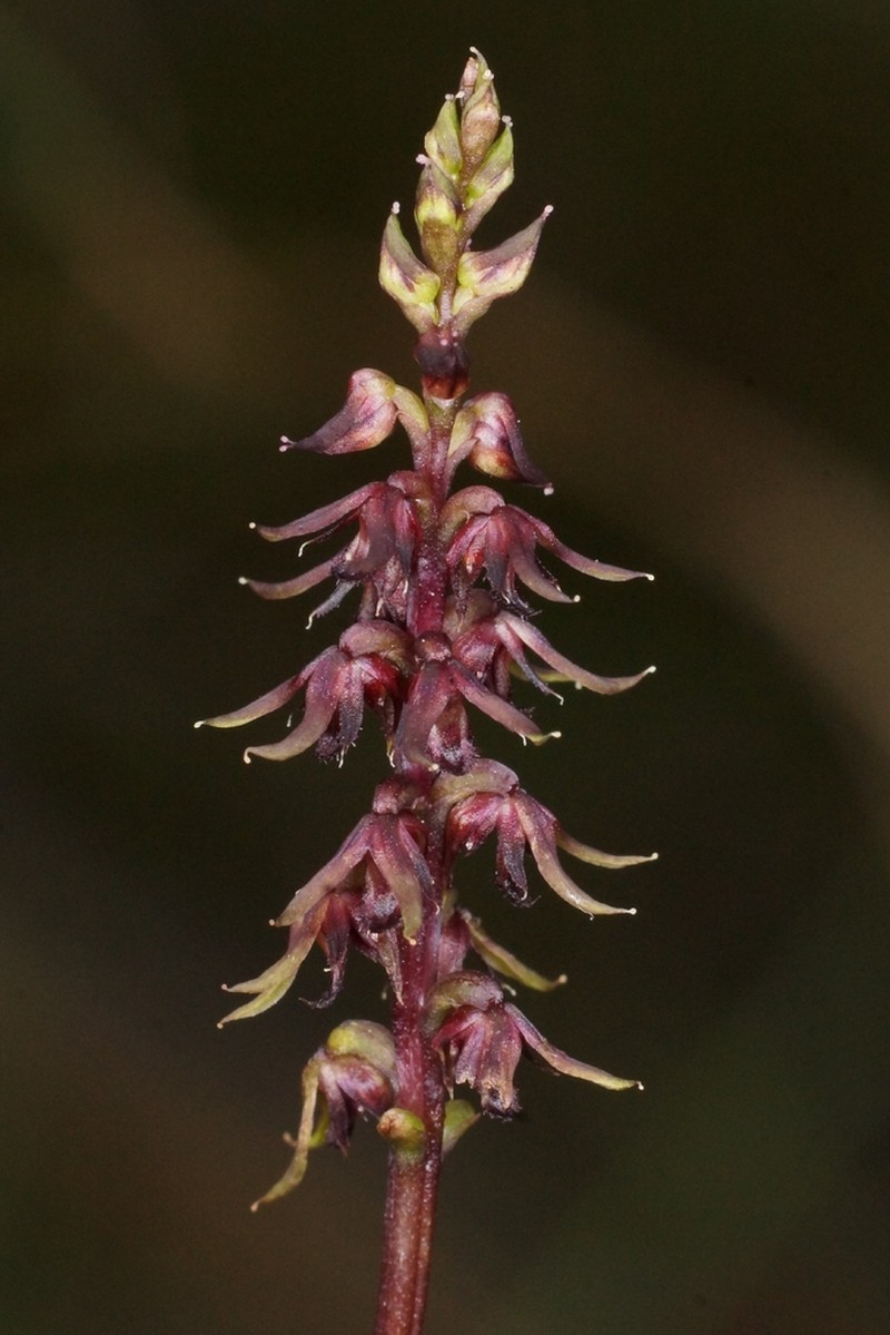 Genoplesium geminatum photo 4