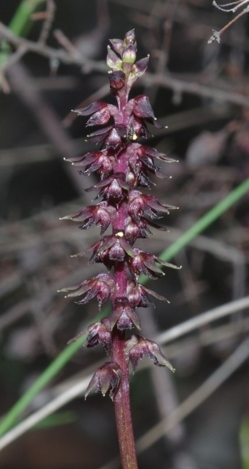 Genoplesium geminatum photo 5