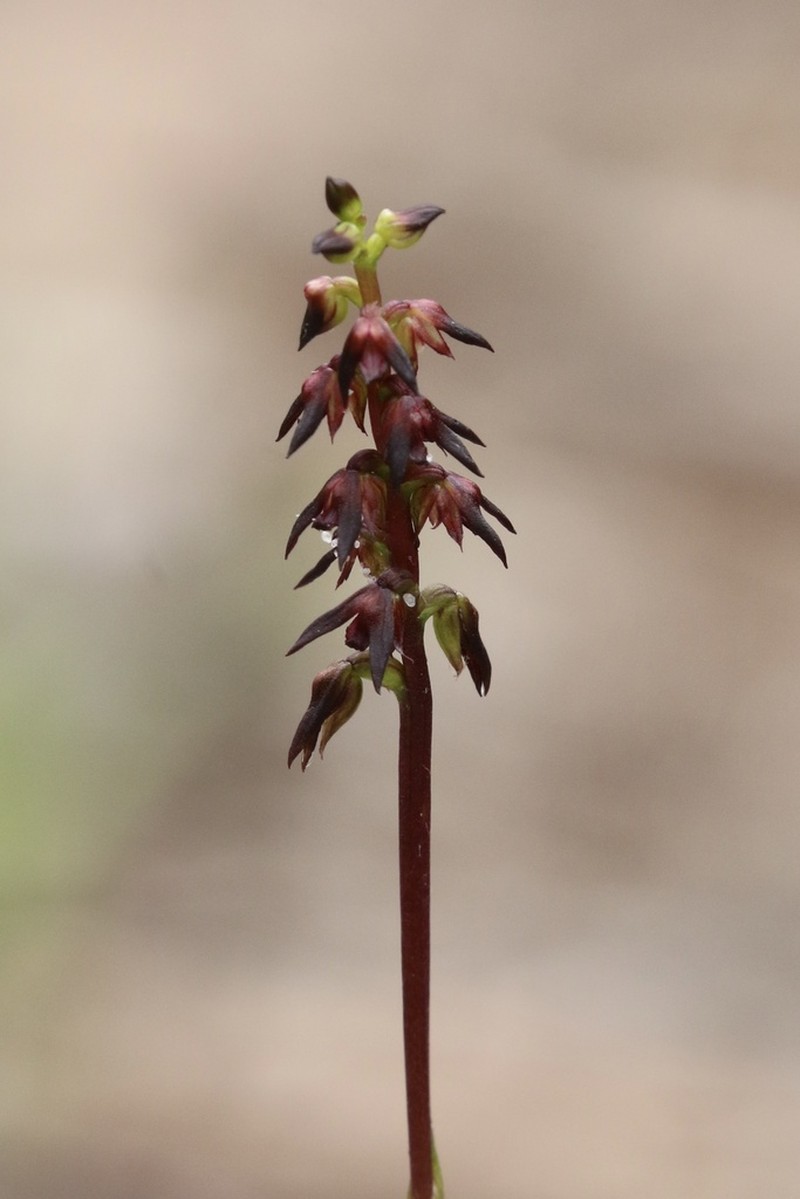 Genoplesium geminatum photo 6