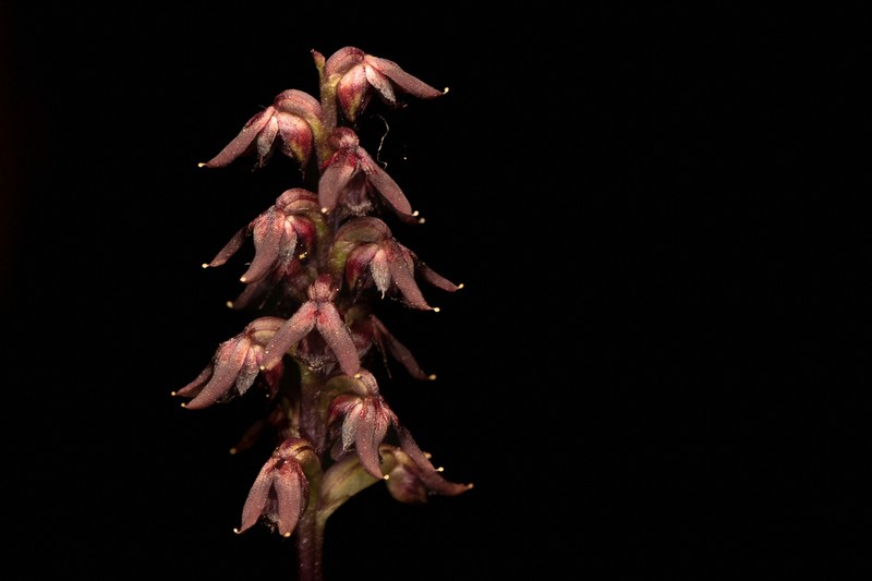 Genoplesium geminatum photo 7