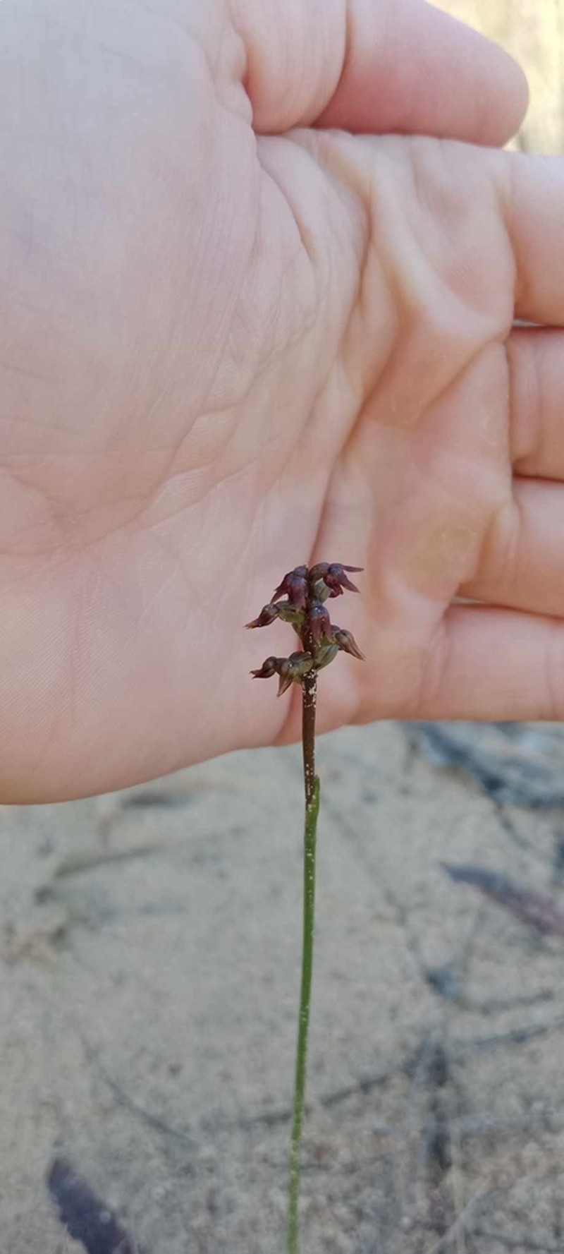 Genoplesium geminatum photo 8