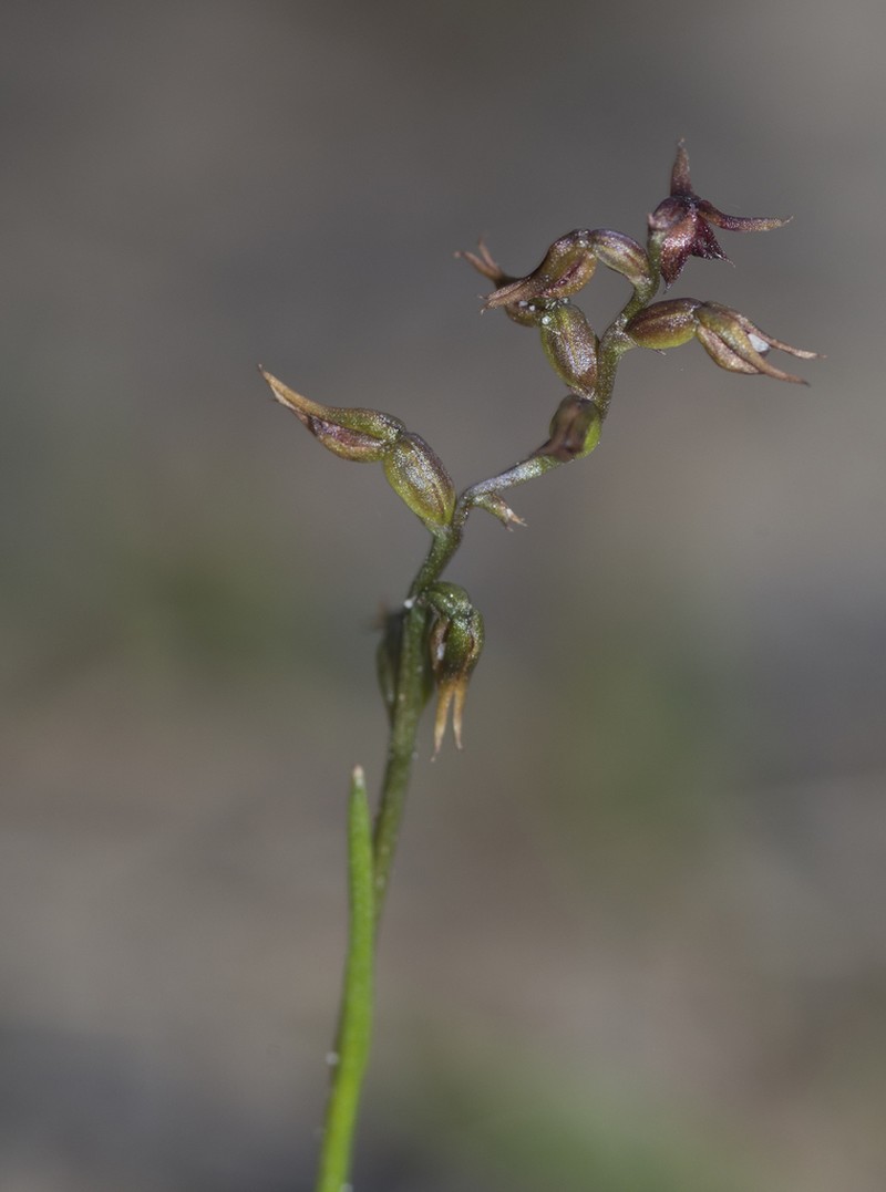 Genoplesium laminatum