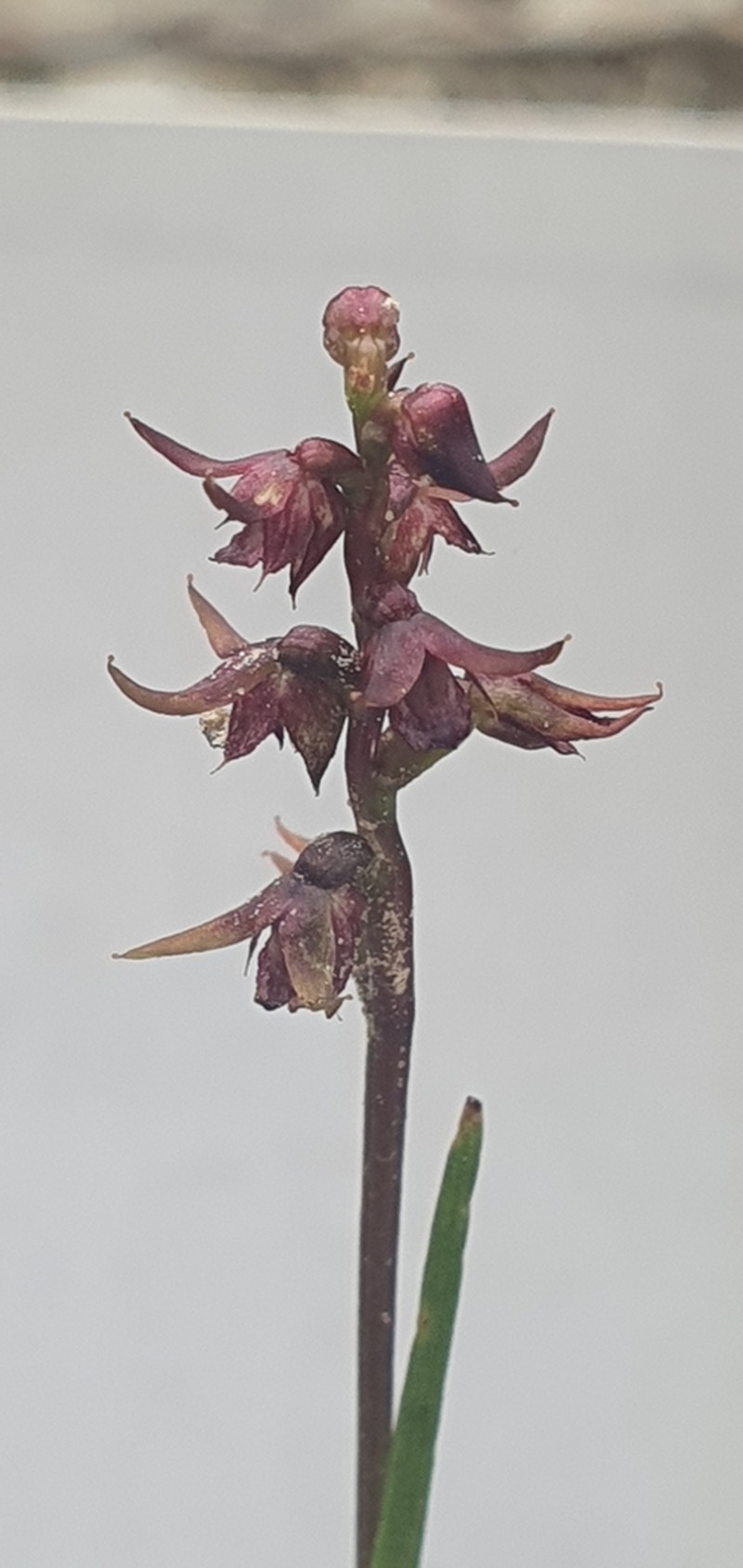 Genoplesium laminatum photo 2