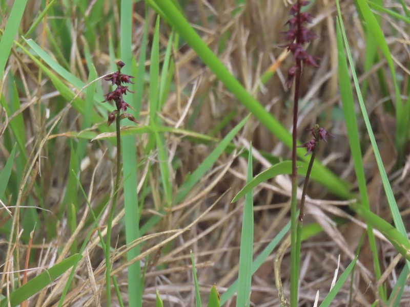 Genoplesium laminatum photo 3
