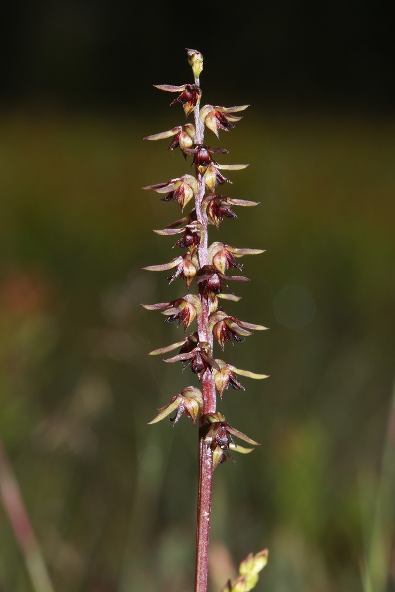Genoplesium laminatum photo 4