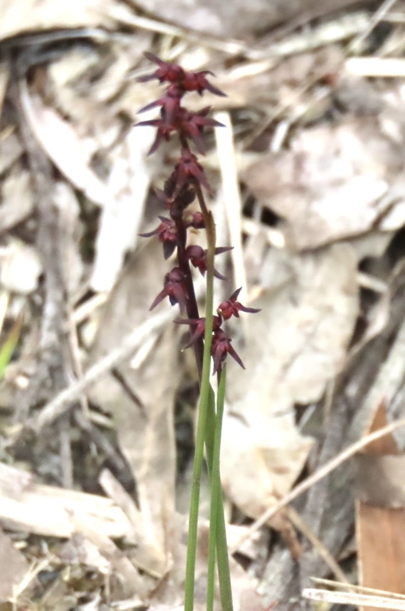 Genoplesium laminatum photo 5