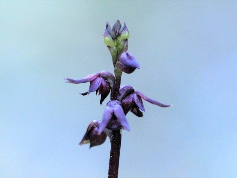 Genoplesium laminatum photo 6
