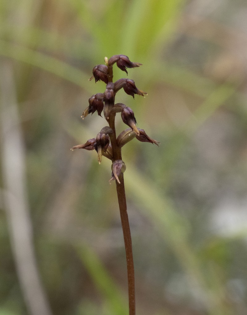 Genoplesium laminatum photo 7