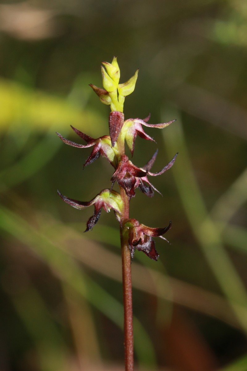 Genoplesium laminatum photo 8