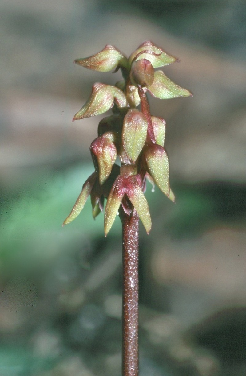 Genoplesium leptochilum