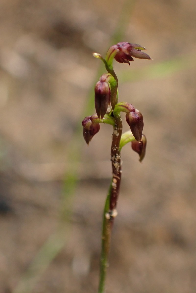 Genoplesium mucronatum