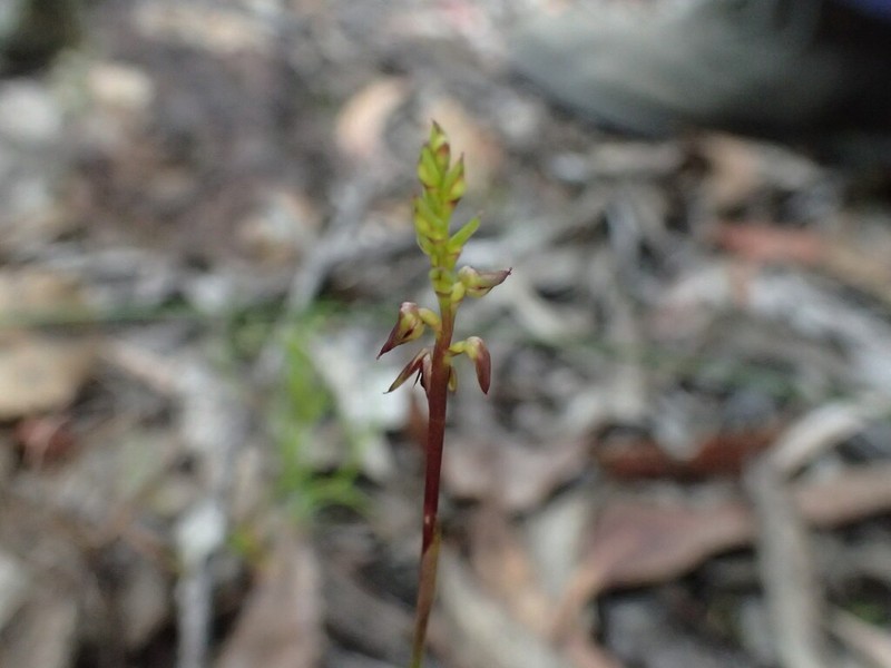 Genoplesium mucronatum photo 2