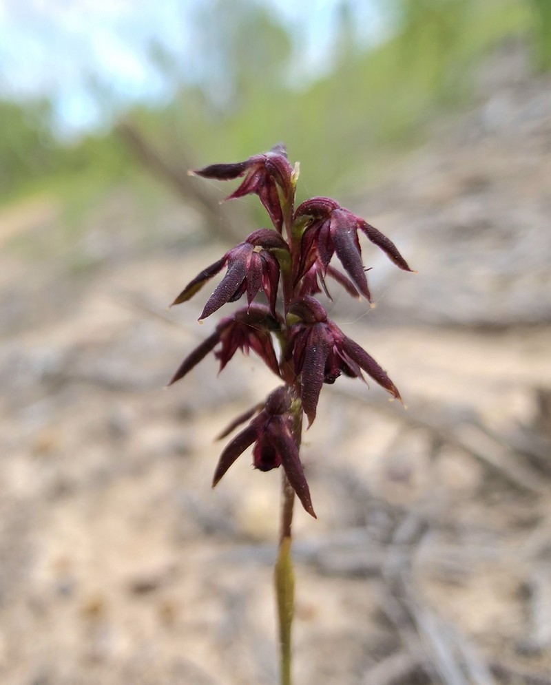 Genoplesium mucronatum photo 3