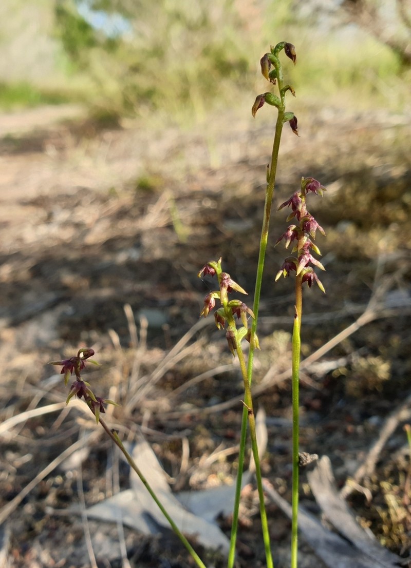 Genoplesium mucronatum photo 4