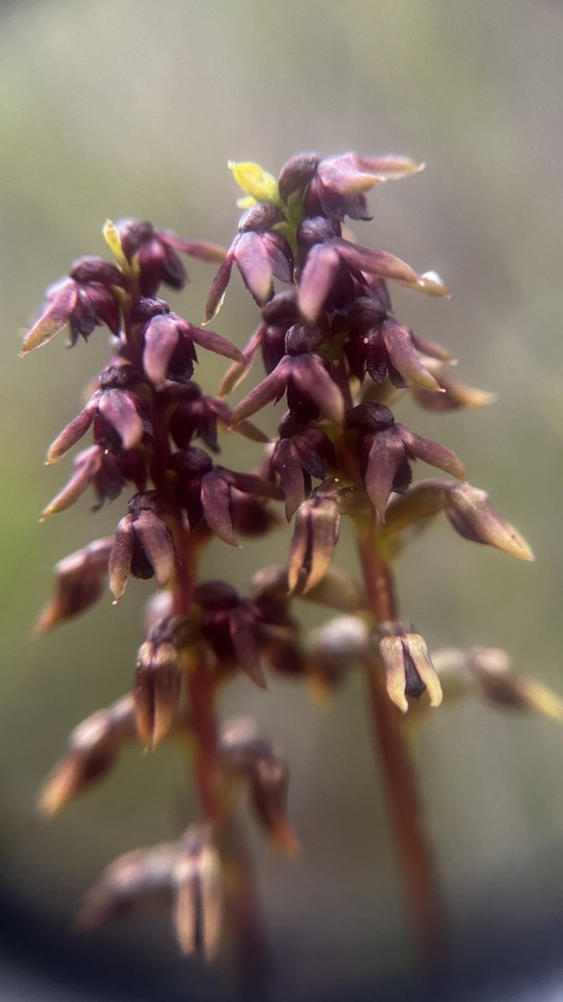 Genoplesium mucronatum photo 5