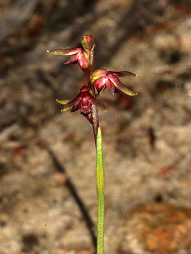 Genoplesium mucronatum photo 6