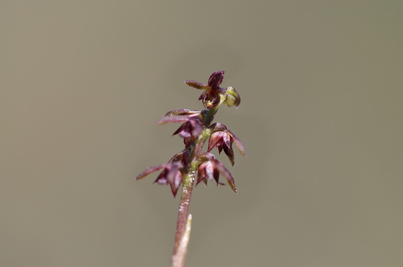 Genoplesium mucronatum photo 7