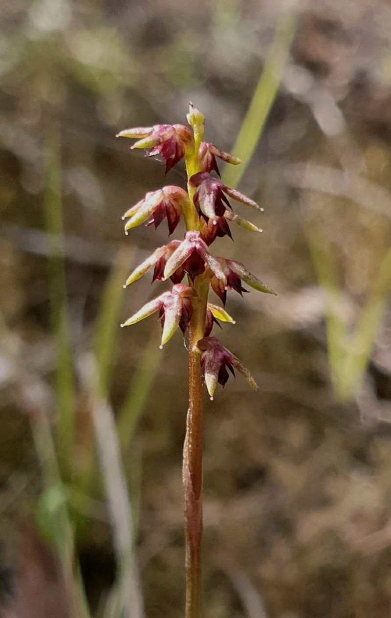 Genoplesium mucronatum photo 8