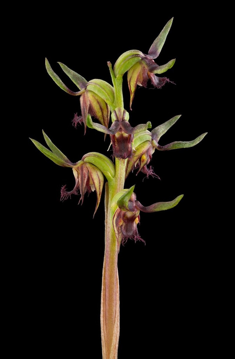 Genoplesium stephensonii