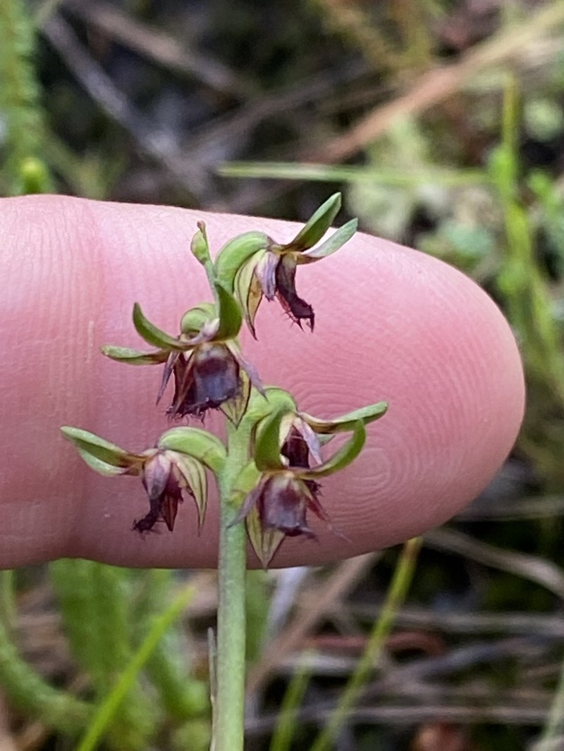 Genoplesium stephensonii photo 2
