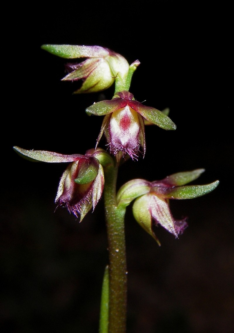 Genoplesium stephensonii photo 3