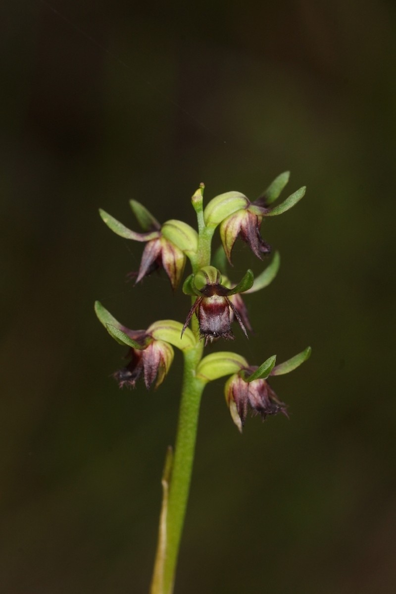 Genoplesium stephensonii photo 4
