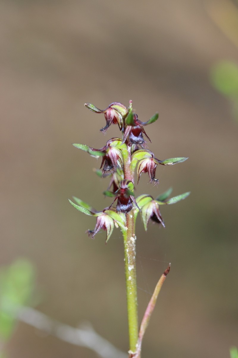 Genoplesium stephensonii photo 5