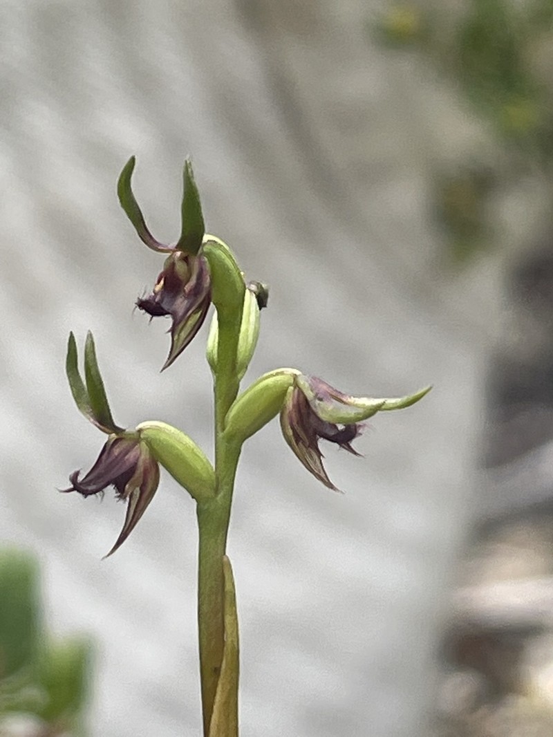 Genoplesium stephensonii photo 6