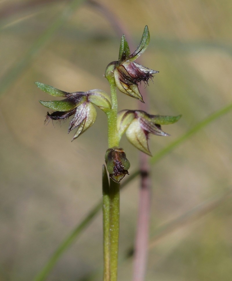 Genoplesium stephensonii photo 7