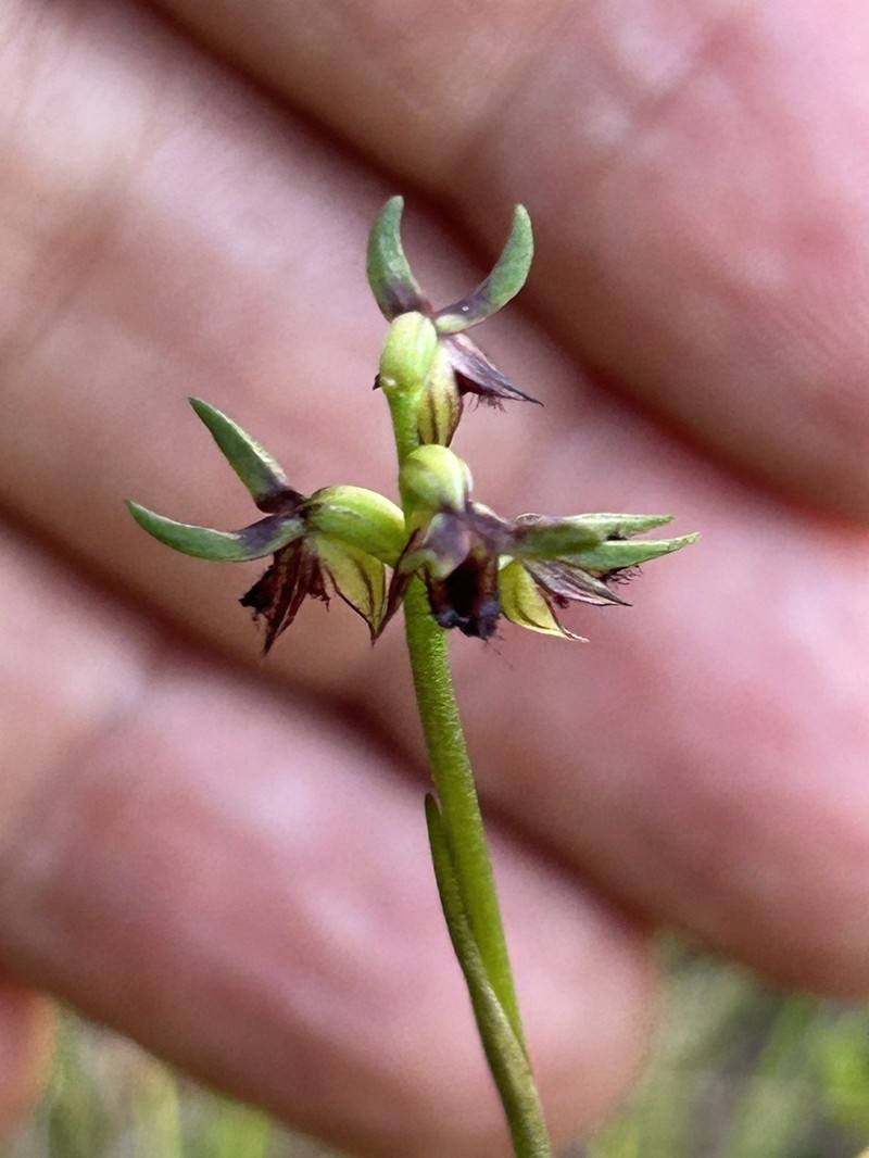 Genoplesium stephensonii photo 8