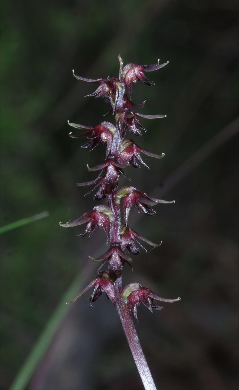 Genoplesium trifidum