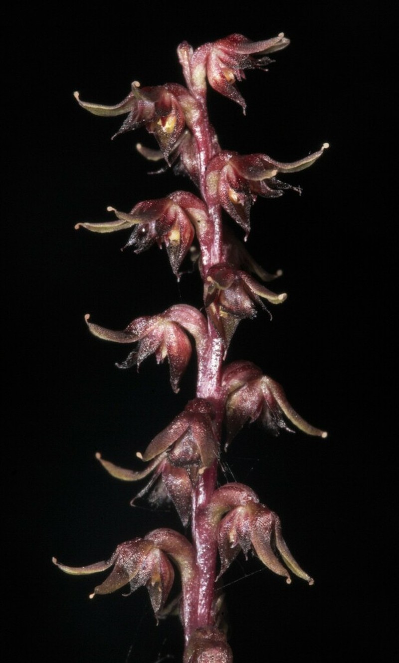 Genoplesium trifidum photo 2
