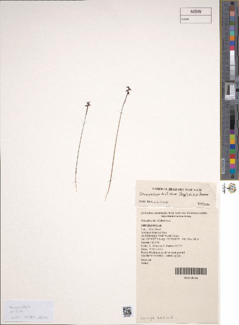 Genoplesium trifidum photo 3