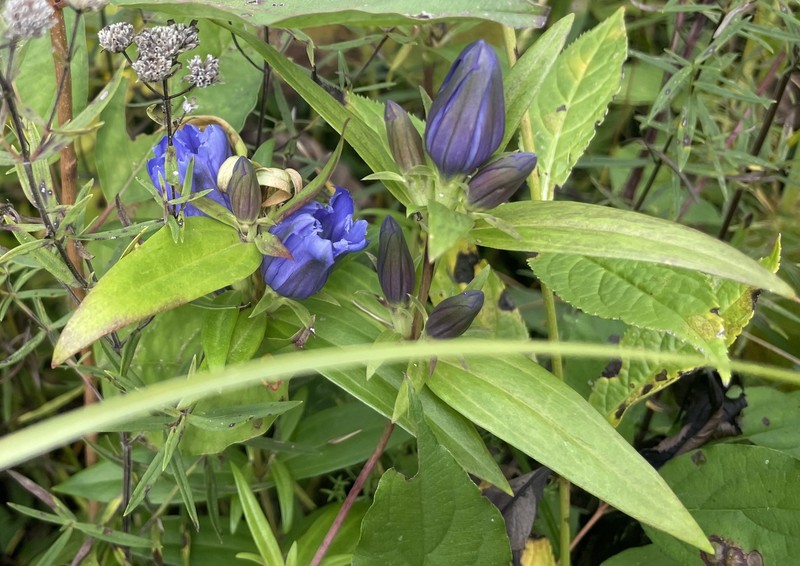 Gentian