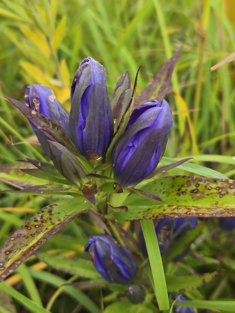 Gentian photo 2