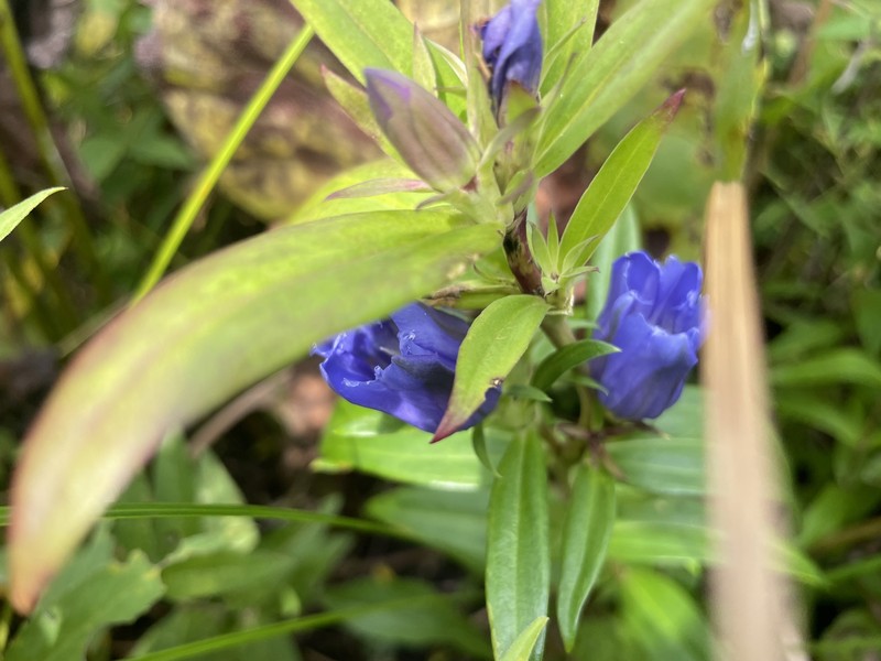 Gentian photo 3