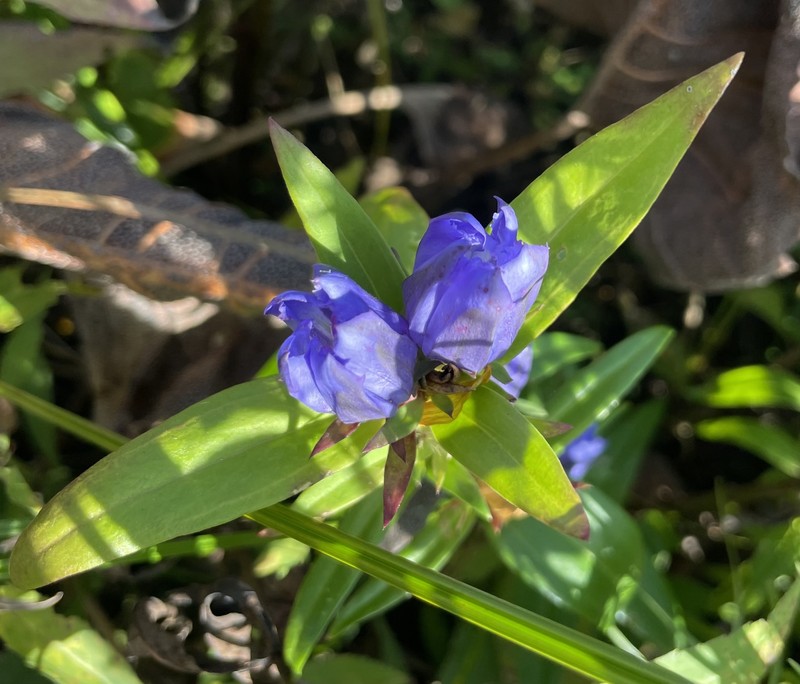 Gentian photo 4