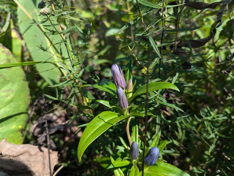 Gentian photo 5