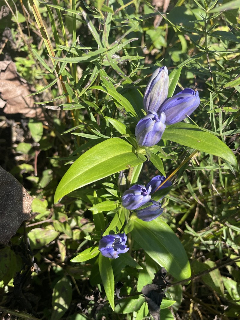 Gentian photo 6
