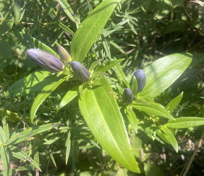 Gentian photo 7