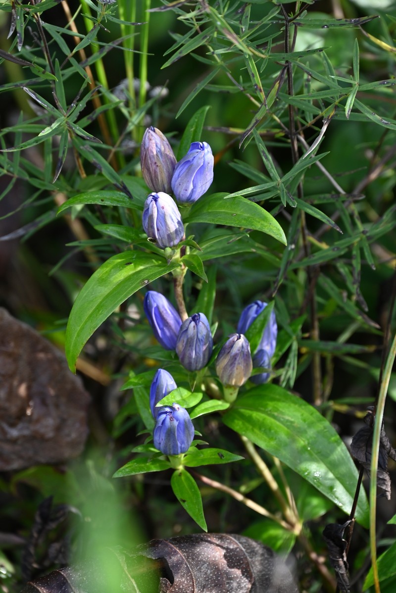 Gentian photo 8