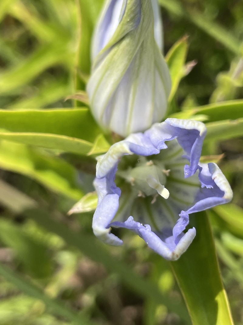 Gentian