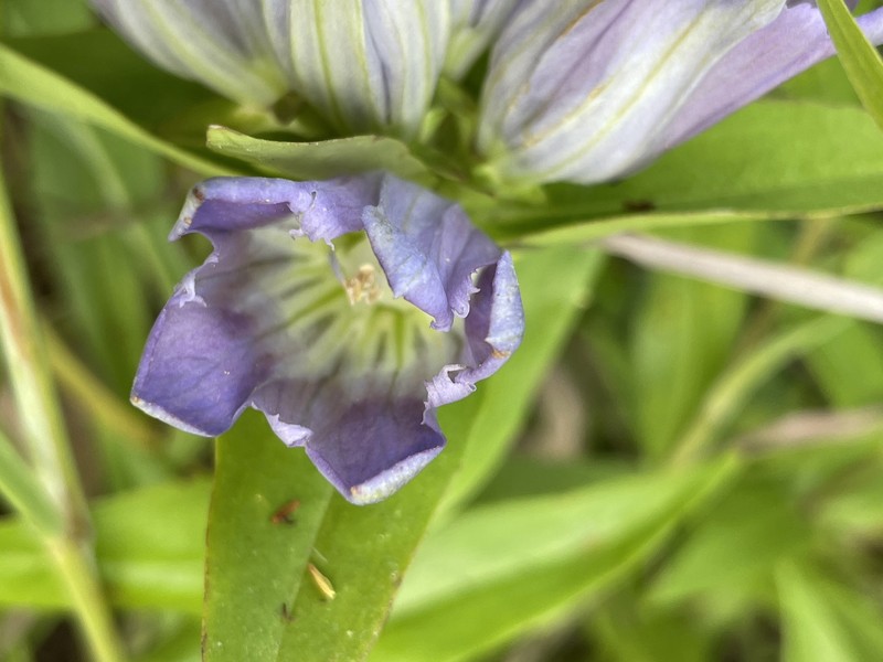 Gentian photo 2